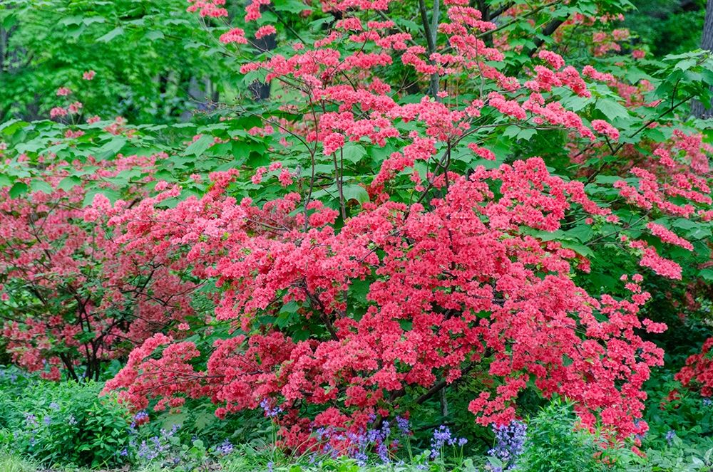 Pink Azalea Bush at Arnold Arboretum heralds springtime